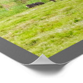 Belted Galloway Koeien in Pasture Rockport Maine Poster (Hoek)