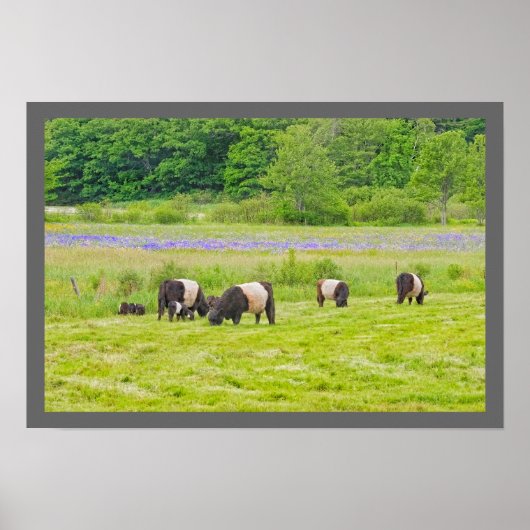 Belted Galloway Koeien in Pasture Rockport Maine Poster (Voorkant)