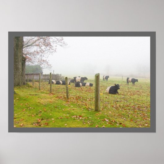 Belted Galloway Koeien in Rockport Maine Poster (Voorkant)