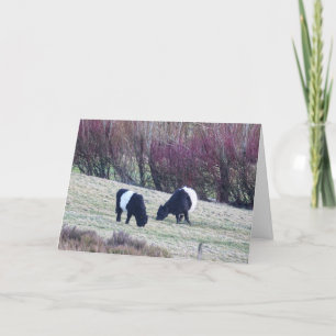Belted Galloway koeien Verjaardagskaart Bedankkaart