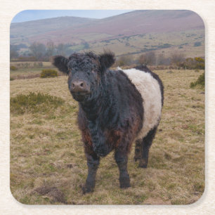 Belted Galloway trots op Dartmoor Farmland Kartonnen Onderzetters