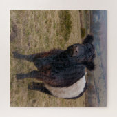 Belted Galloway trots op Dartmoor Farmland Legpuzzel (Horizontaal)