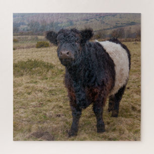 Belted Galloway trots op Dartmoor Farmland Legpuzzel