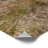 Belted Galloway trots op Dartmoor Farmland Poster (Hoek)