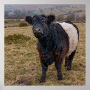 Belted Galloway trots op Dartmoor Farmland Poster