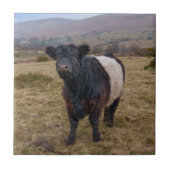Belted Galloway trots op Dartmoor Tegeltje (Voorkant)