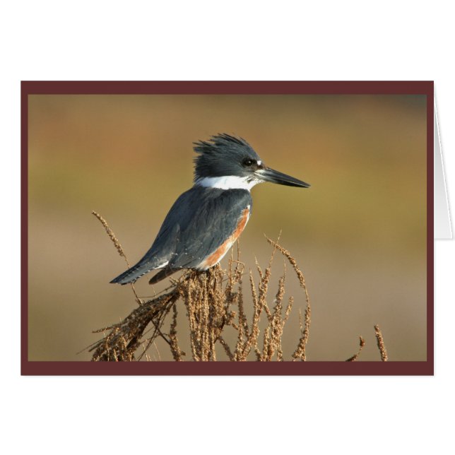 Belted Kingfisher (Voorkant Horizontaal)