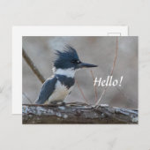 Belted Kingfisher Briefkaart (Voorkant / Achterkant)