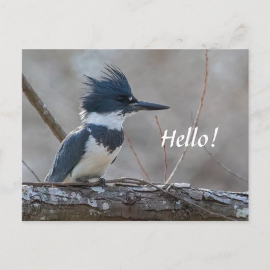 Belted Kingfisher Briefkaart (Voorkant)