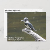 Belted Kingfisher Briefkaart (Voorkant / Achterkant)
