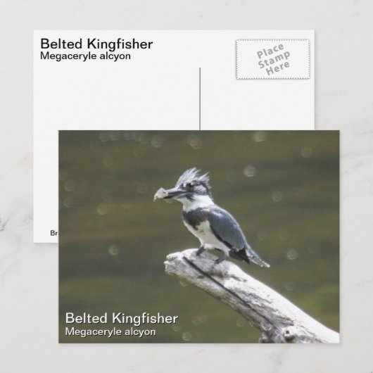 Belted Kingfisher Briefkaart (Voorkant / Achterkant)