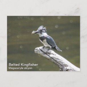Belted Kingfisher Briefkaart