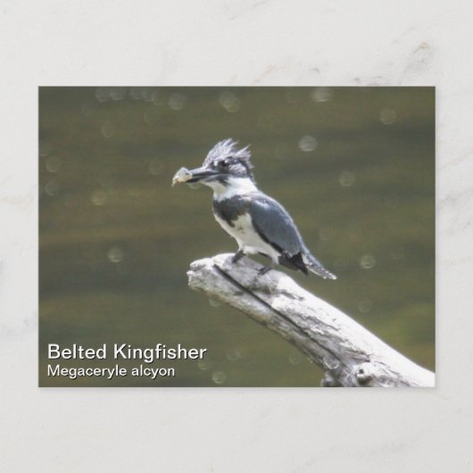 Belted Kingfisher Briefkaart (Voorkant)