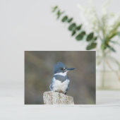 Belted Kingfisher Briefkaart (Staand voorkant)