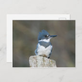 Belted Kingfisher Briefkaart (Voorkant / Achterkant)