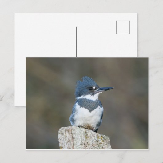 Belted Kingfisher Briefkaart (Voorkant / Achterkant)