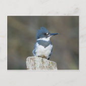 Belted Kingfisher Briefkaart (Voorkant)