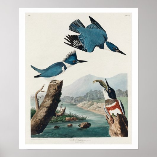 Belted Kingfisher door Poster van Audubon (Voorkant)