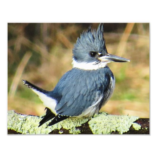 Belted Kingfisher Foto Afdruk (Voorkant)