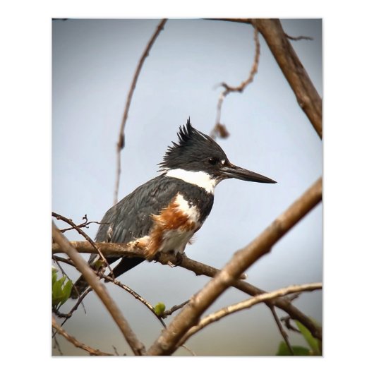 Belted Kingfisher Foto Afdruk (Voorkant)