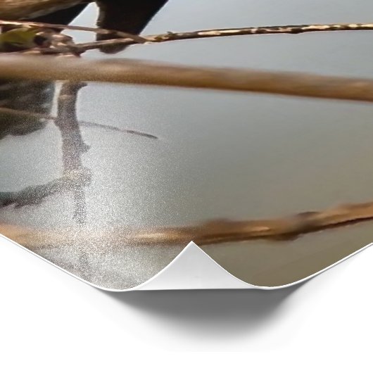 Belted Kingfisher Foto Afdruk (Hoek)