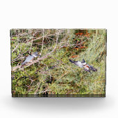 Belted Kingfisher Fotoblokken (Voorkant)