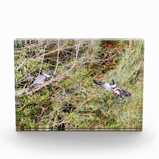 Belted Kingfisher Fotoblokken (Voorkant)