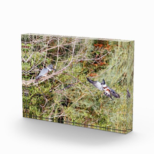 Belted Kingfisher Fotoblokken (Rechts)