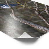 Belted Kingfisher Guemes Island Foto afdrukken (Hoek)