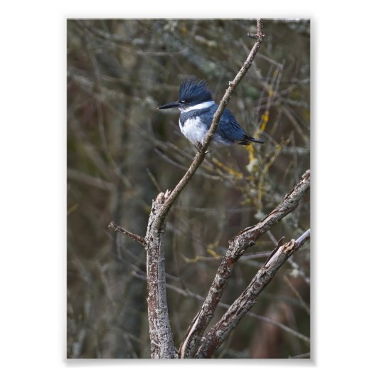 Belted Kingfisher Guemes Island Foto afdrukken (Voorkant)