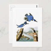 Belted Kingfisher John Audubon Birds of America Briefkaart (Voorkant / Achterkant)