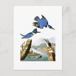 Belted Kingfisher John Audubon Birds of America Briefkaart