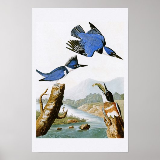 Belted Kingfisher John Audubon Birds of America Poster (Voorkant)