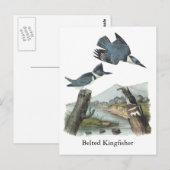 Belted Kingfisher, John Audubon Briefkaart (Voorkant / Achterkant)
