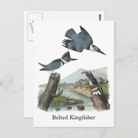 Belted Kingfisher, John Audubon Briefkaart (Voorkant / Achterkant)