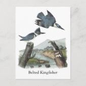 Belted Kingfisher, John Audubon Briefkaart (Voorkant)