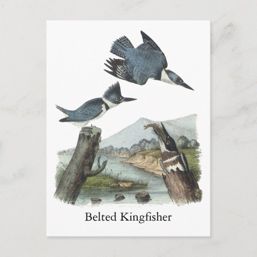 Belted Kingfisher, John Audubon Briefkaart (Voorkant)