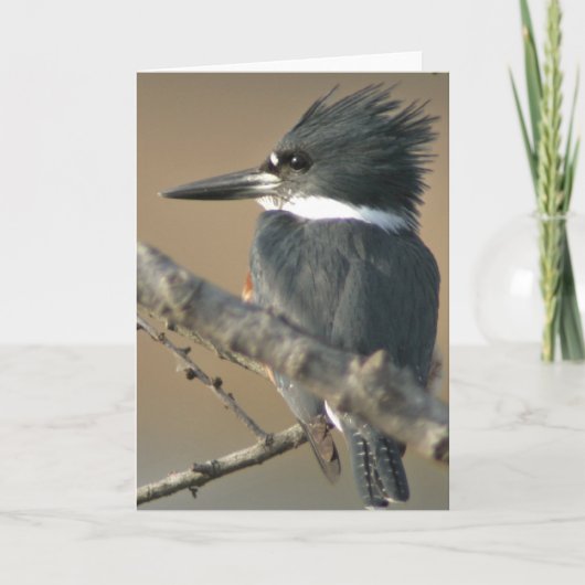Belted Kingfisher Kaart (Voorkant)