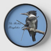 Belted Kingfisher komt dicht bij (Voorkant)