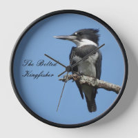 Belted Kingfisher komt dicht bij