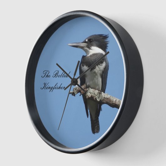 Belted Kingfisher komt dicht bij (Hoek)