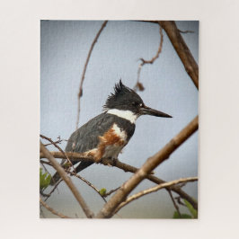 Belted Kingfisher Legpuzzel