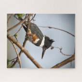 Belted Kingfisher Legpuzzel (Horizontaal)