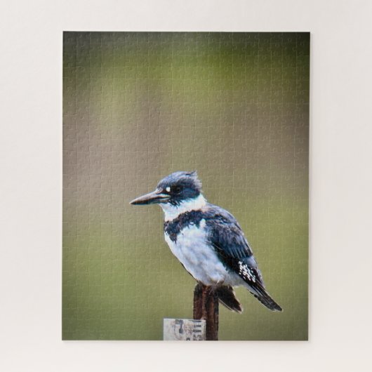 Belted Kingfisher Legpuzzel (Verticaal)