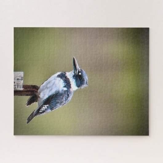 Belted Kingfisher Legpuzzel (Horizontaal)