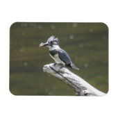 Belted Kingfisher Magneet (Horizontaal)