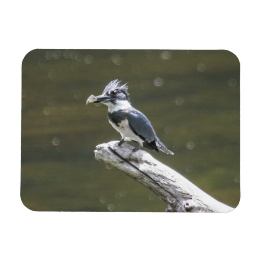 Belted Kingfisher Magneet (Horizontaal)