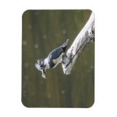 Belted Kingfisher Magneet (Verticaal)