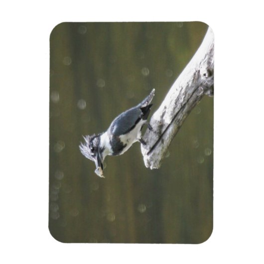 Belted Kingfisher Magneet (Verticaal)