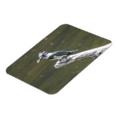 Belted Kingfisher Magneet (Linkerzijde)